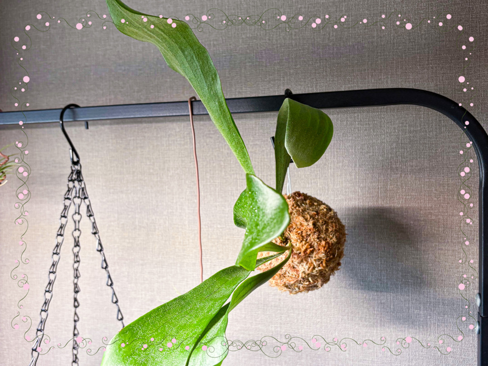 【Cotoha uji】魅惑の“植物苔玉”づくり★at うじもとマルシェ