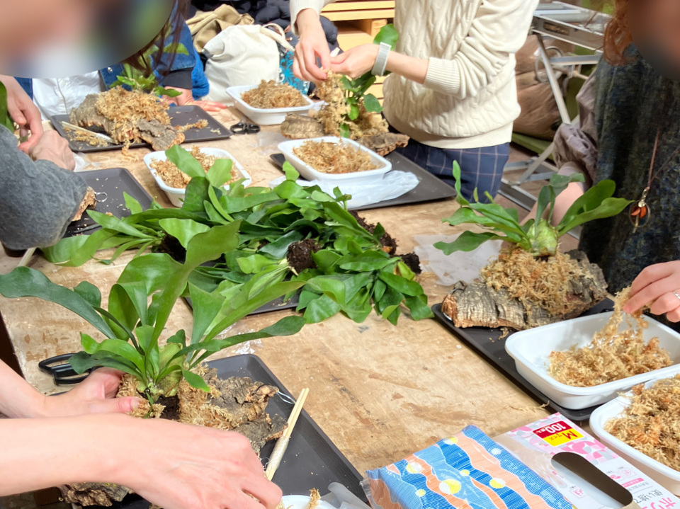 【cotoha uji】夏休み自由研究に！親子で学べる着生植物ワークショップ