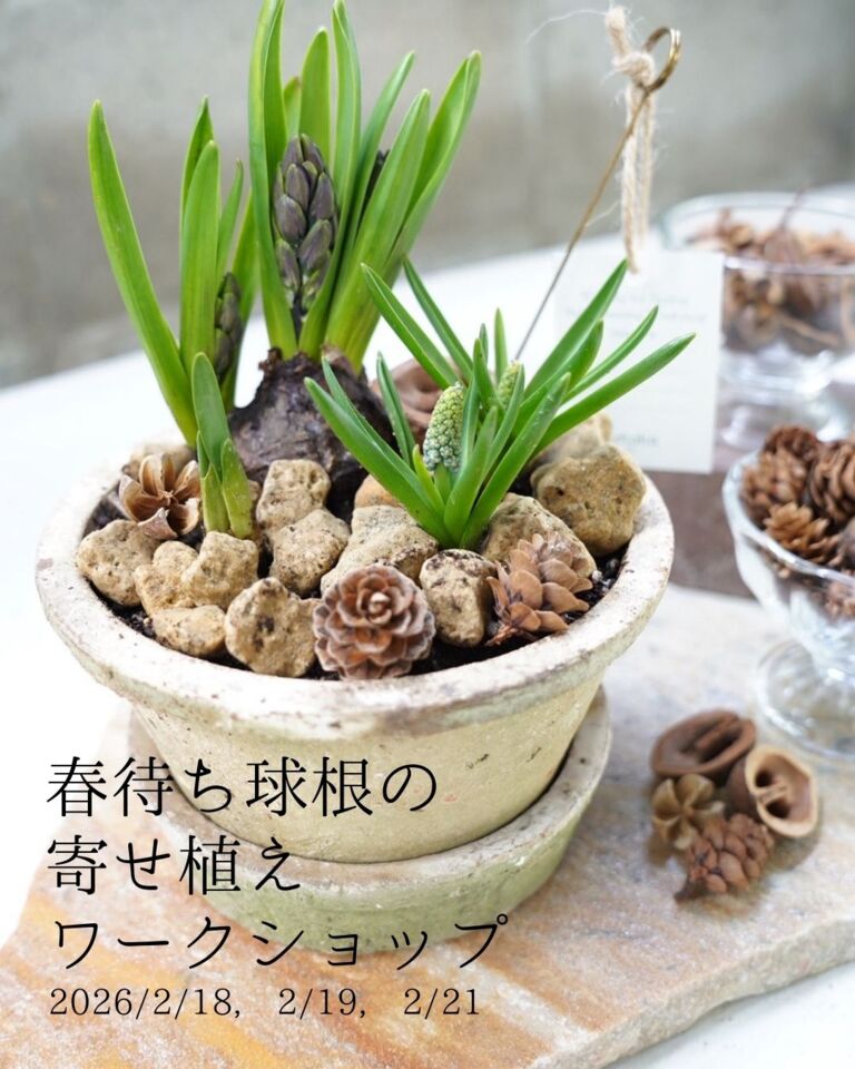 【Cotoha uji】春待ち球根の寄せ植えワークショップ