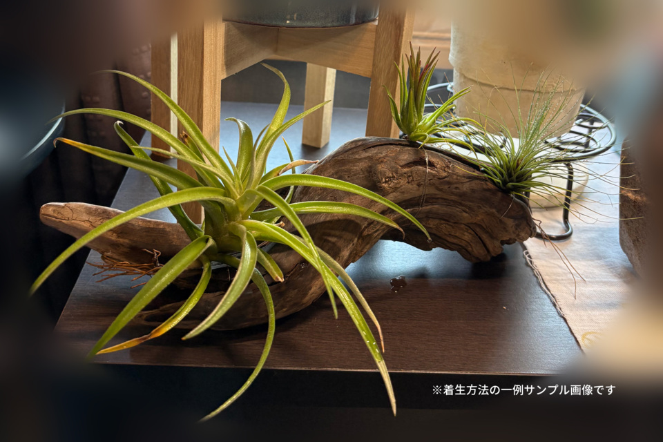 【Cotoha uji】☆エアプランツ☆インテリア制作ワークショップ at いたやのマーケット