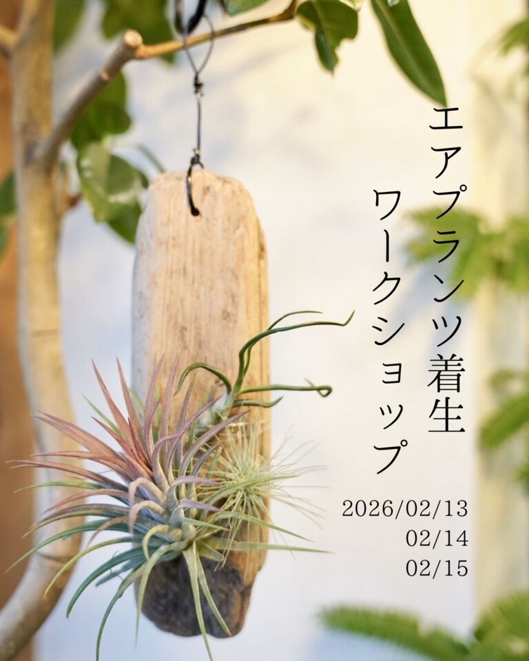 【Cotoha uji】エアプランツ着生ワークショップ