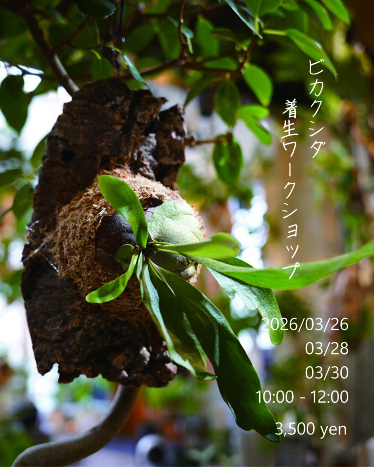 【Cotoha uji】ビカクシダ着生ワークショップ