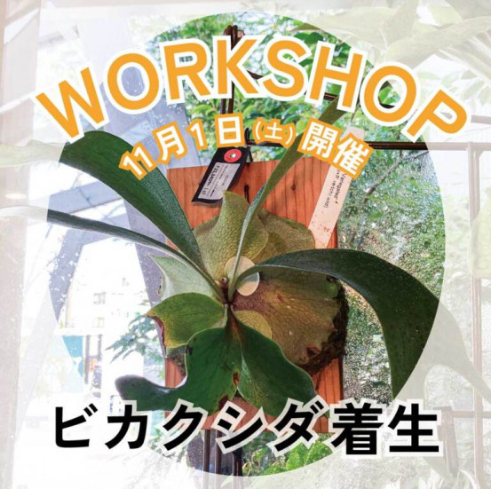 【cotoha uji】－特別なビカクシダに出会う秋－着生ワークショップ