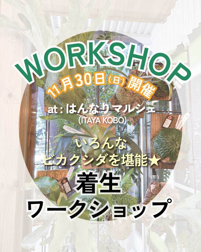 いろんなビカクシダを堪能★着生ワークショップ／at はんなりマルシェ