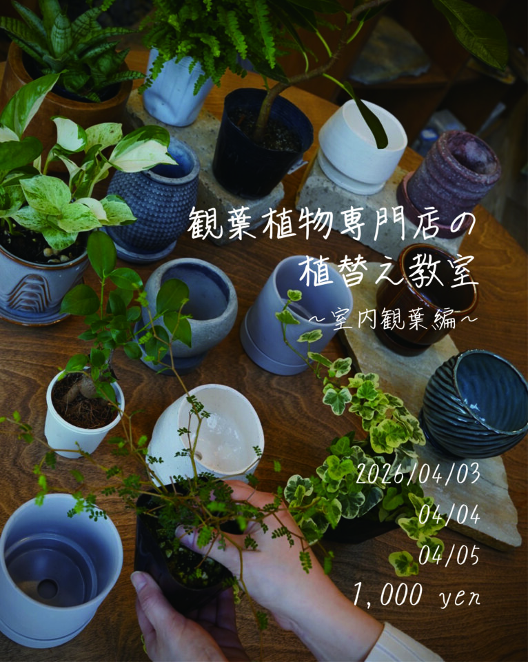 【Cotoha uji】観葉植物専門店の植え替え教室～室内観葉編～