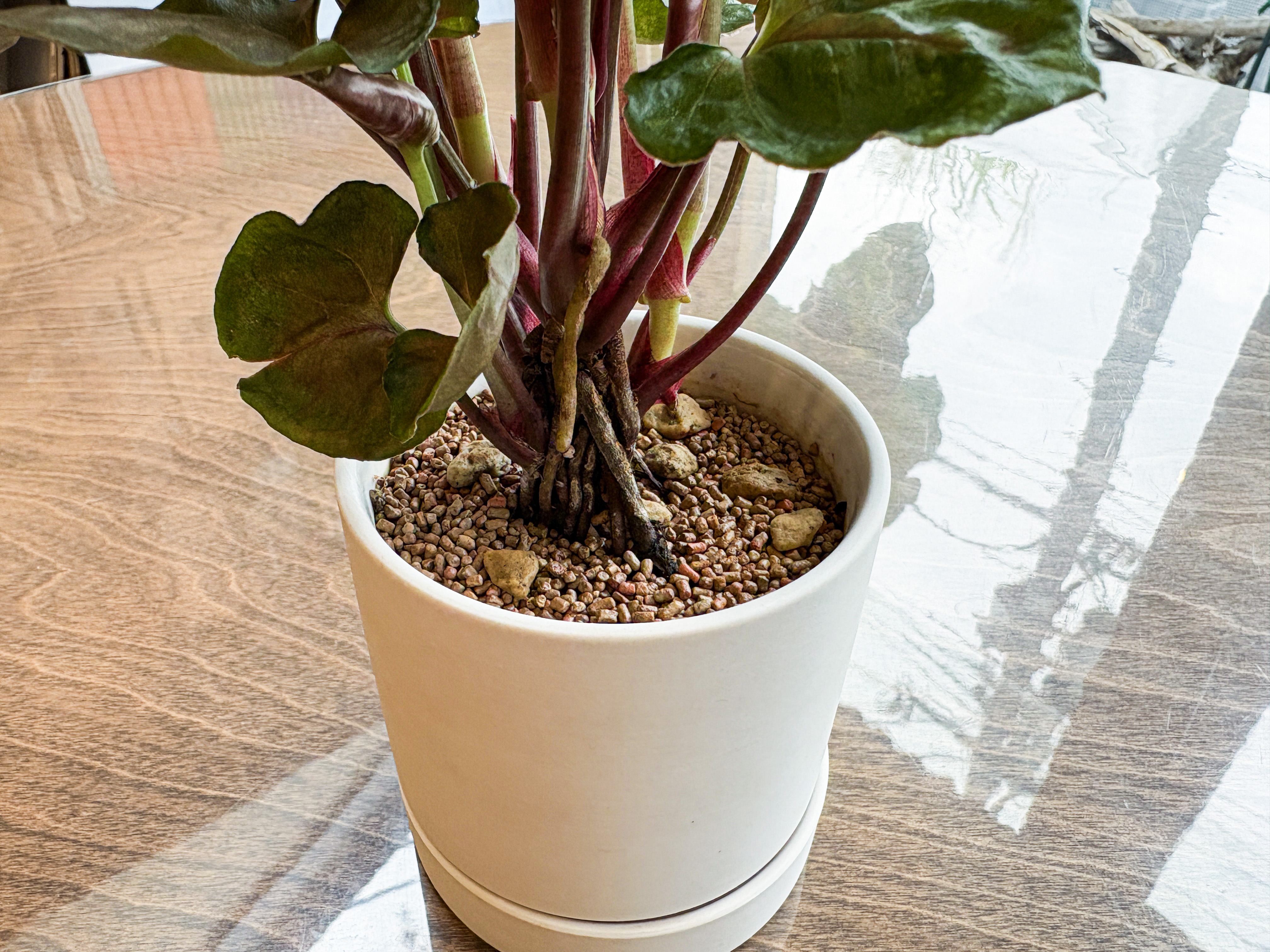 コトソイル植えの植物