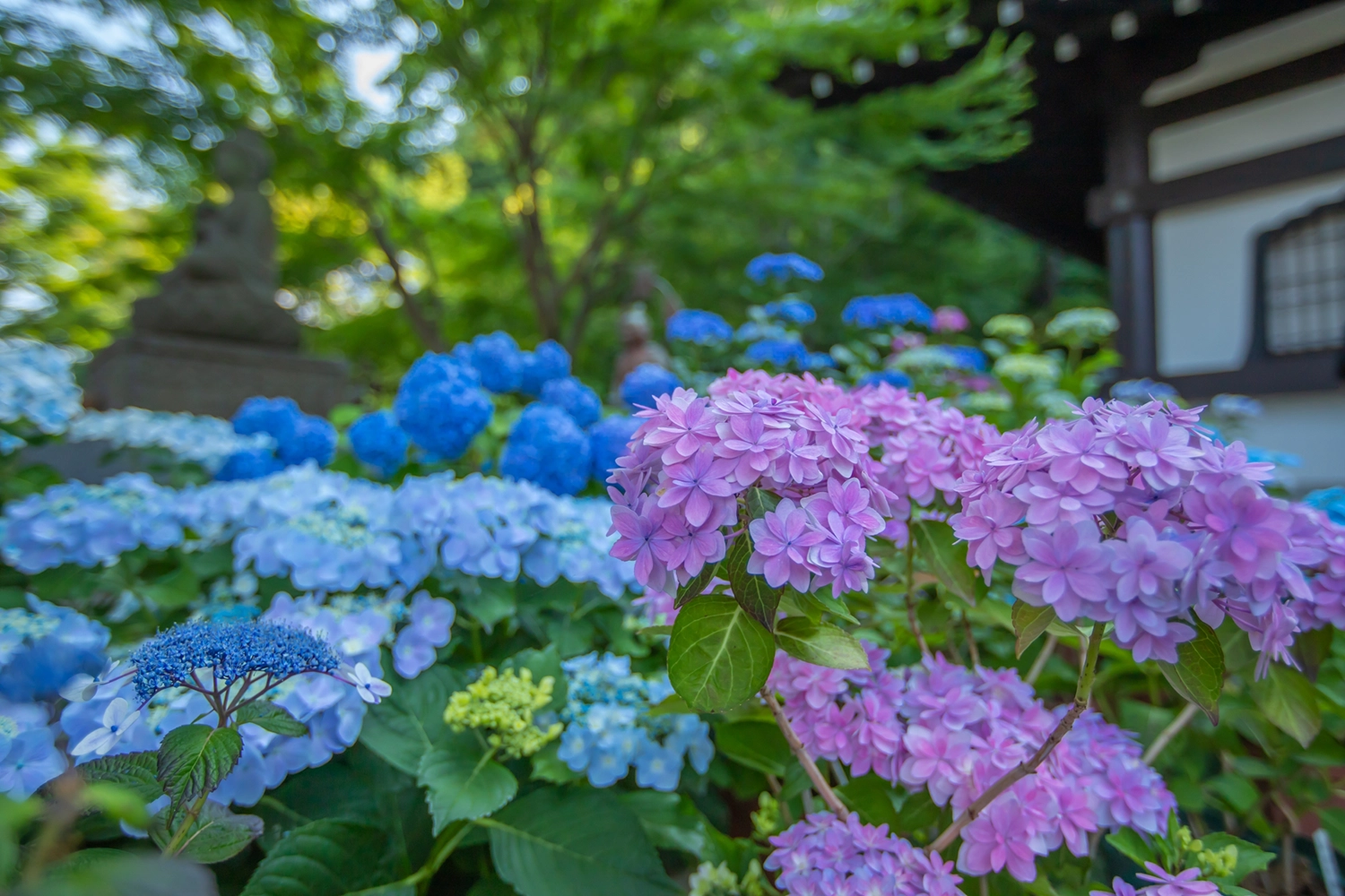 アジサイ