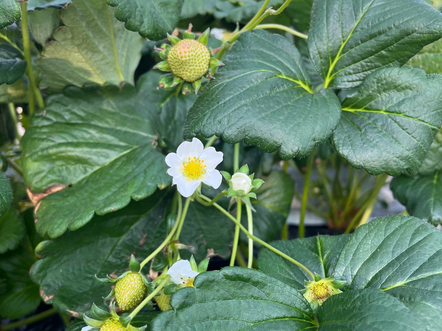 イチゴの花