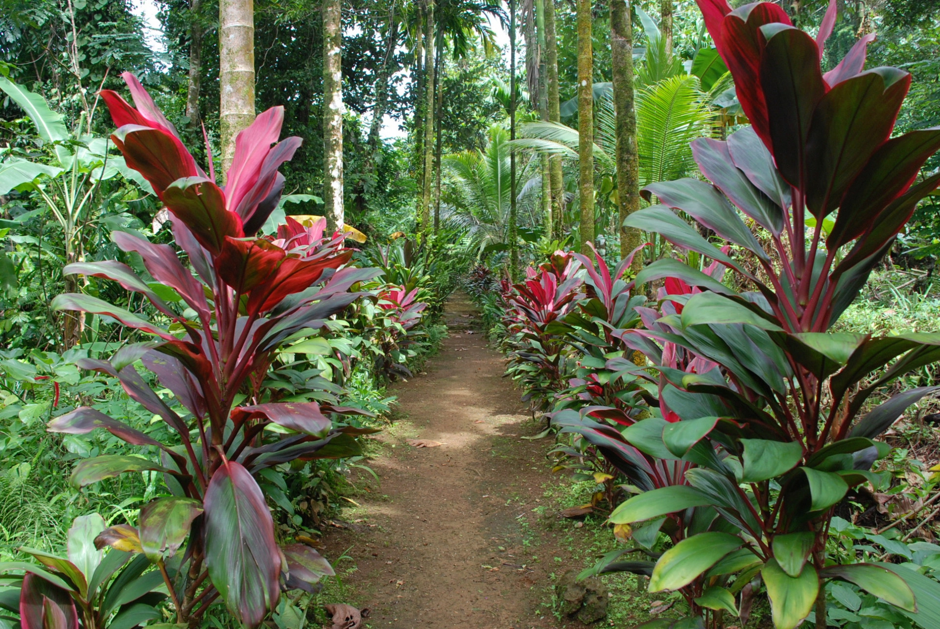 南国のコルジリネ