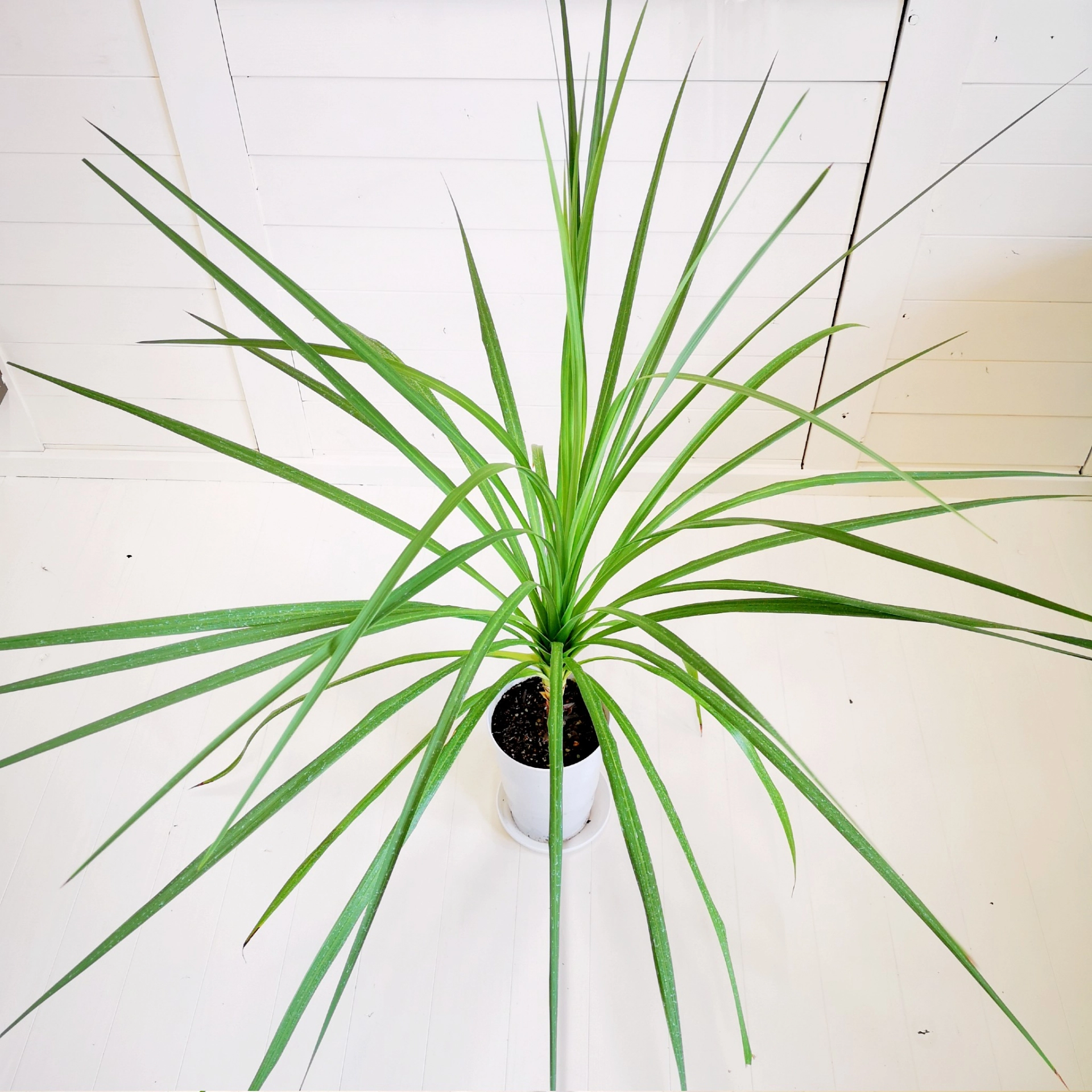 オーストラリス