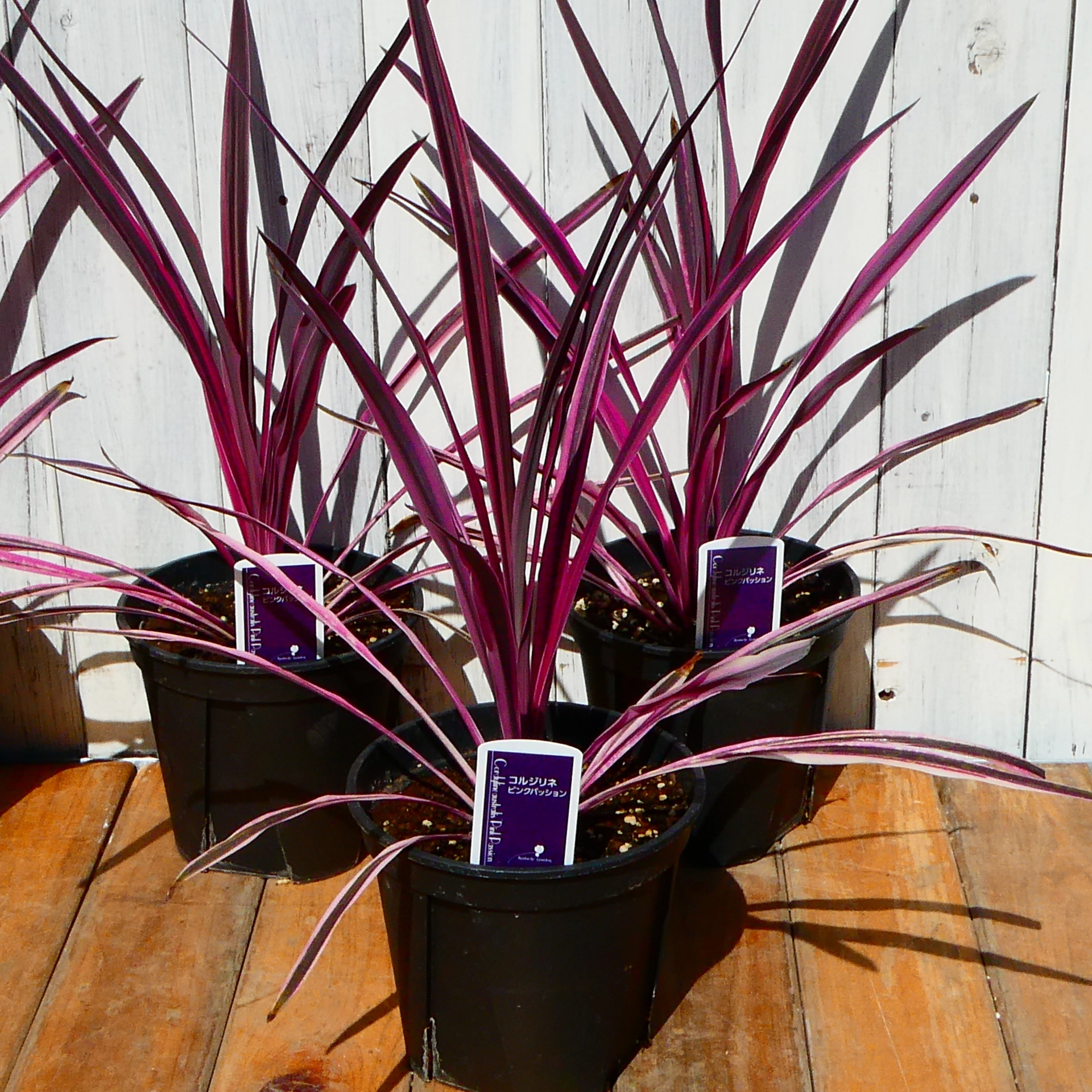 ピンクパッション