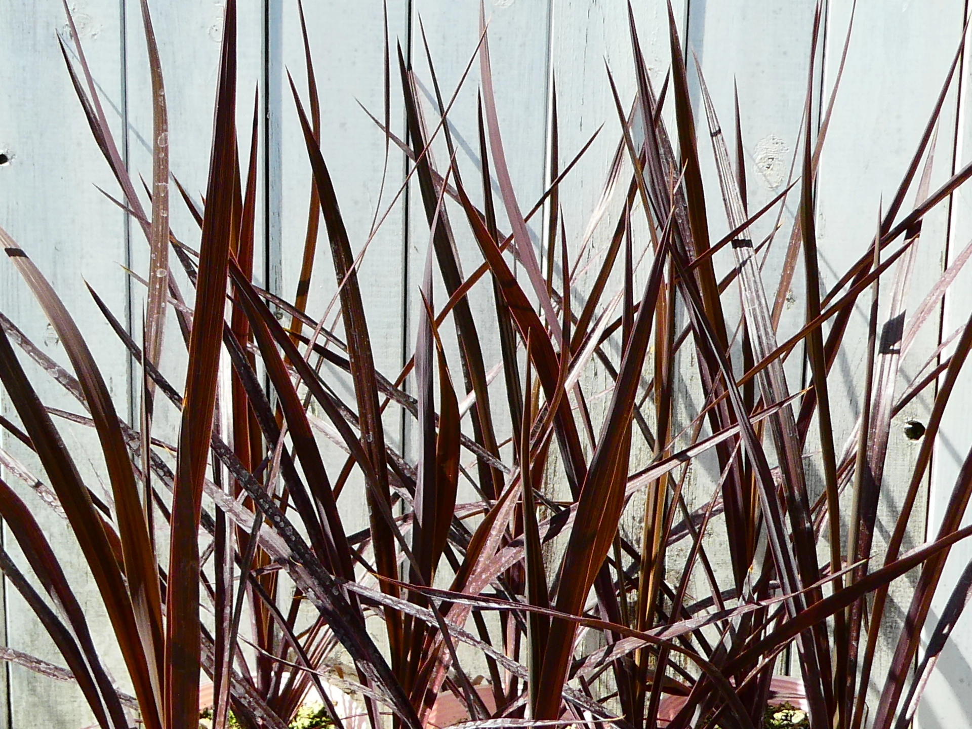 ブラックナイト