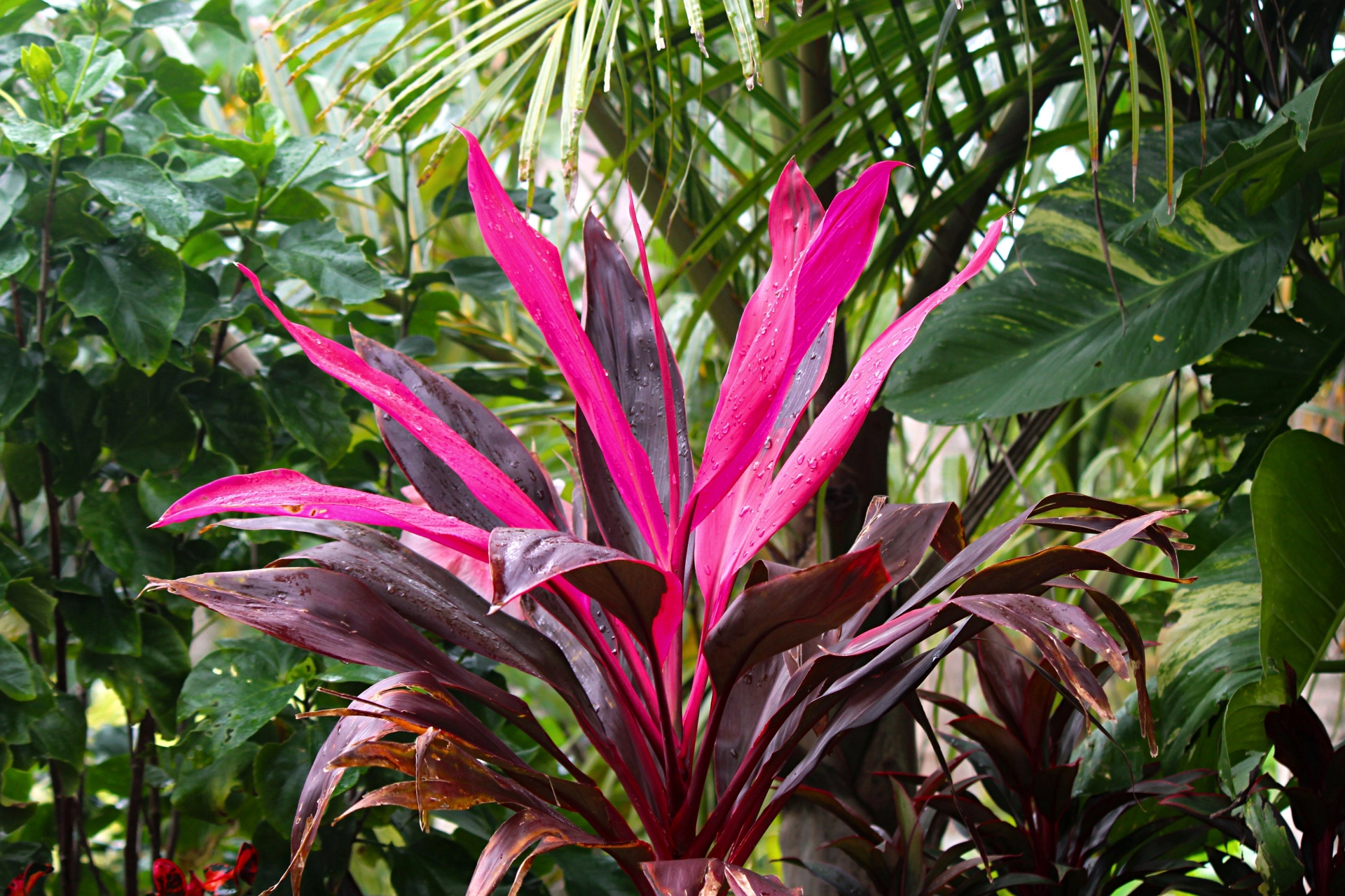油布島植物園のコルジリネ