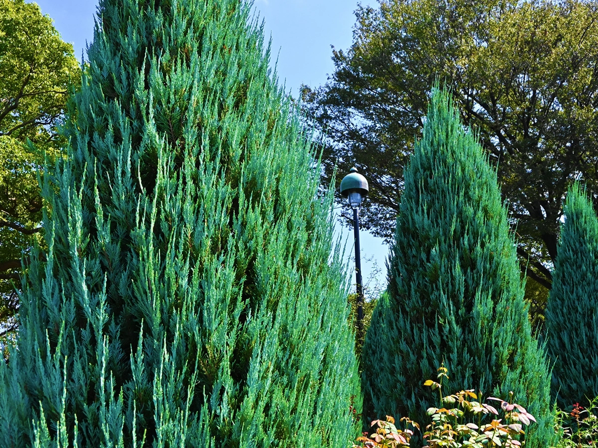 コロラドビャクシン