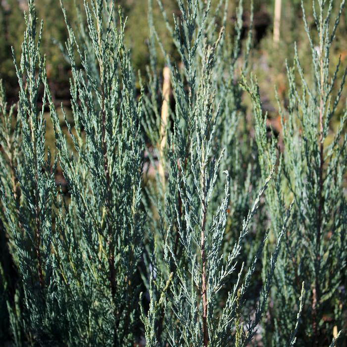 スカイロケット