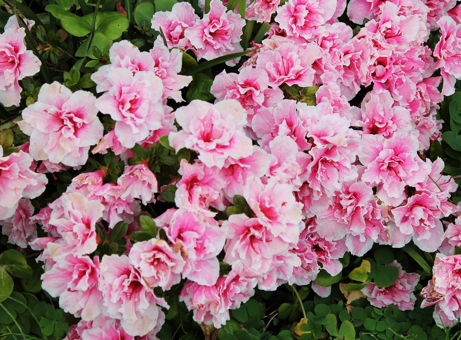 ピンクのサツキ