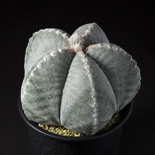 アストロフィツム