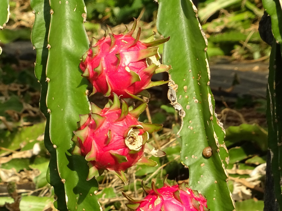 ヒロセレウス(ドラゴンフルーツ)