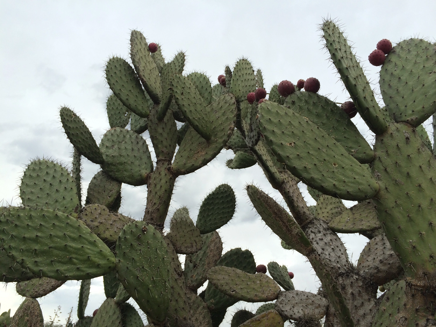 ウチワサボテン