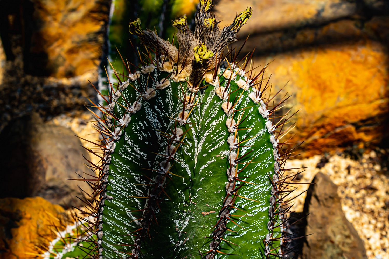 アストロフィツム オルナツム 般若