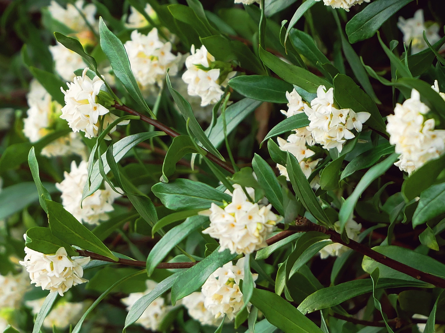 シロバナジンチョウゲ