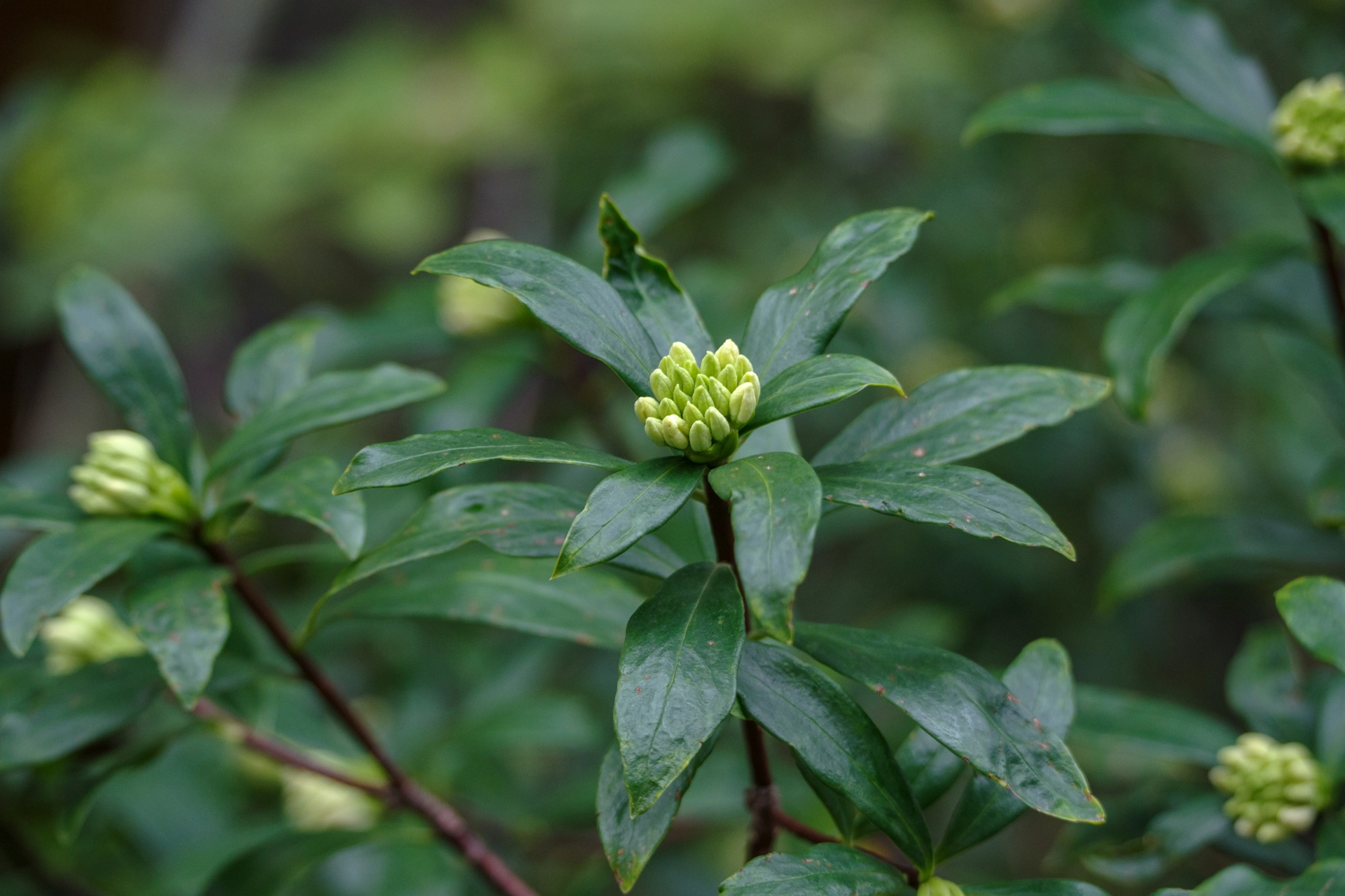 ジンチョウゲのつぼみ