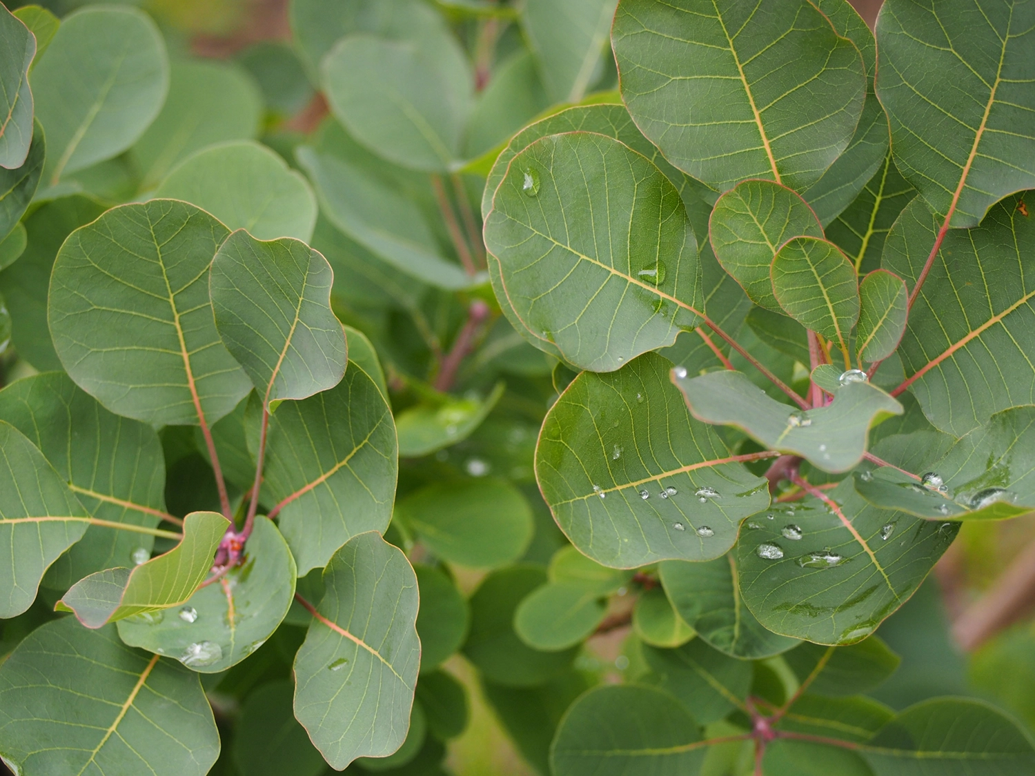 スモークツリーの葉