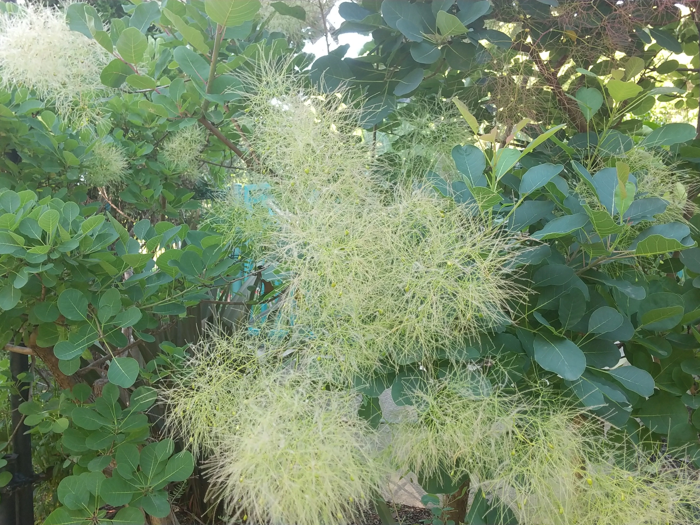 スモークツリーの花