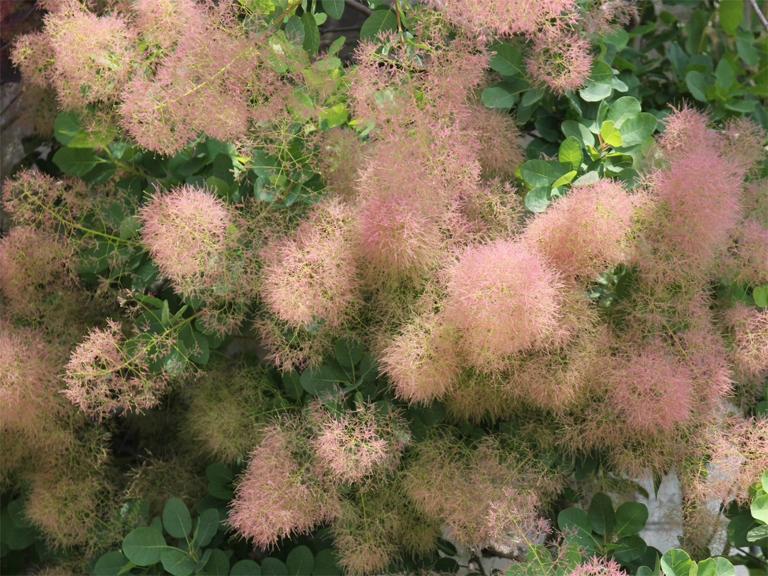 スモークツリーの花_赤