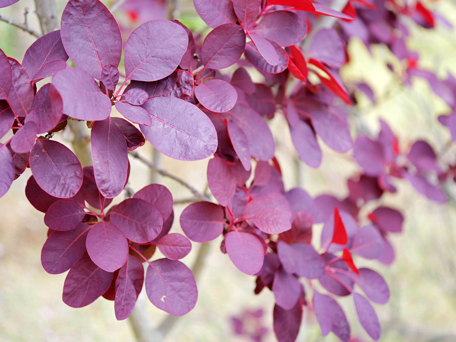 ロイヤルパープル