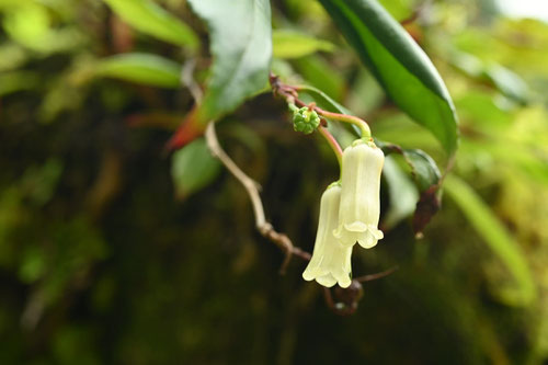 イワナンテンの花