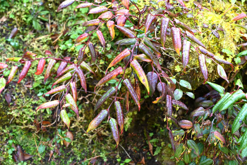 イワナンテン冬
