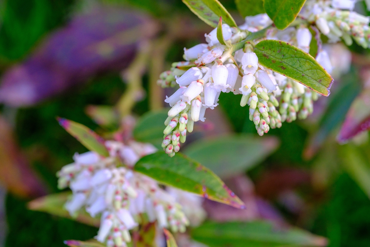 セイヨウイワナンテンの花
