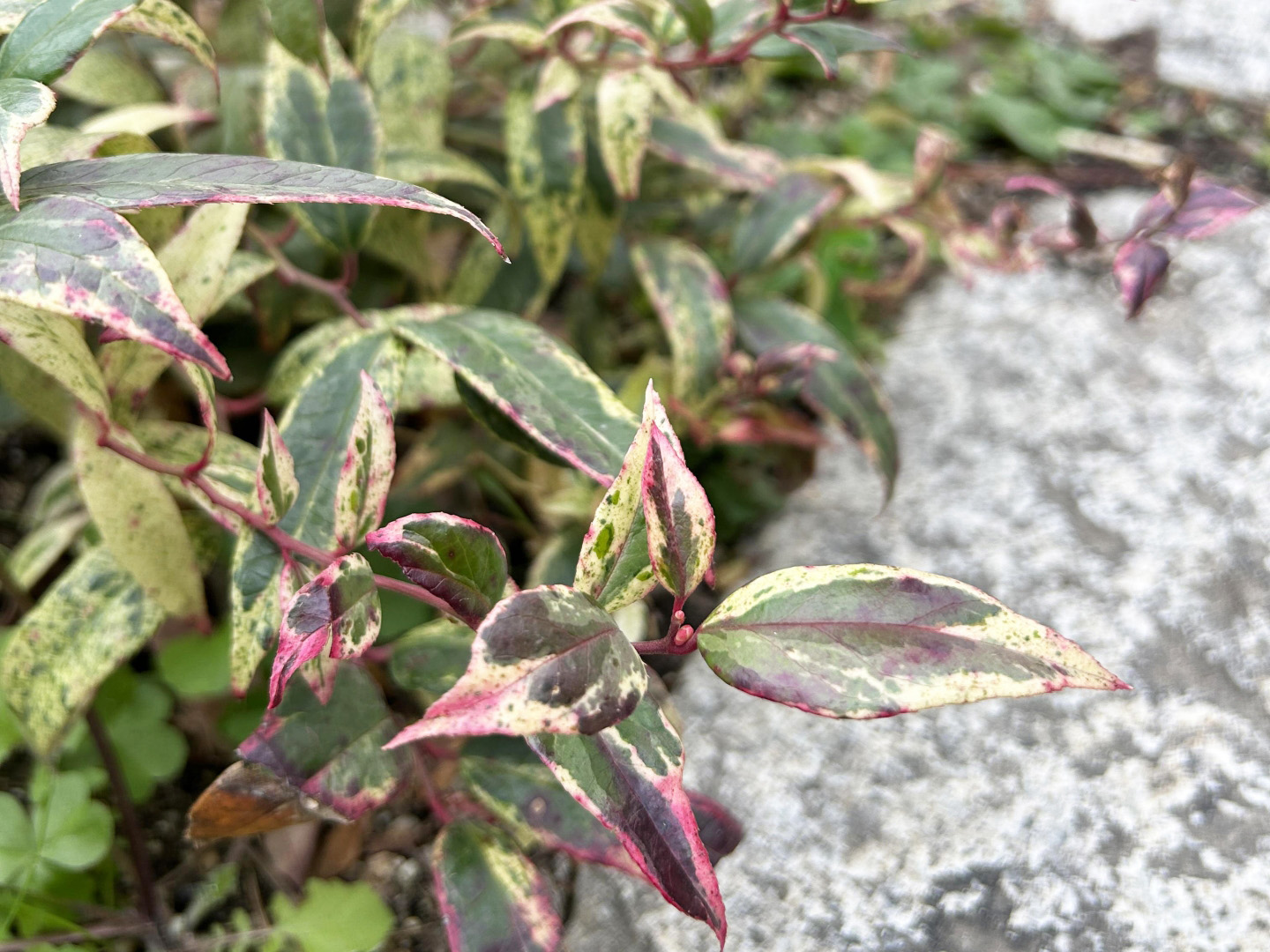 セイヨウイワナンテン