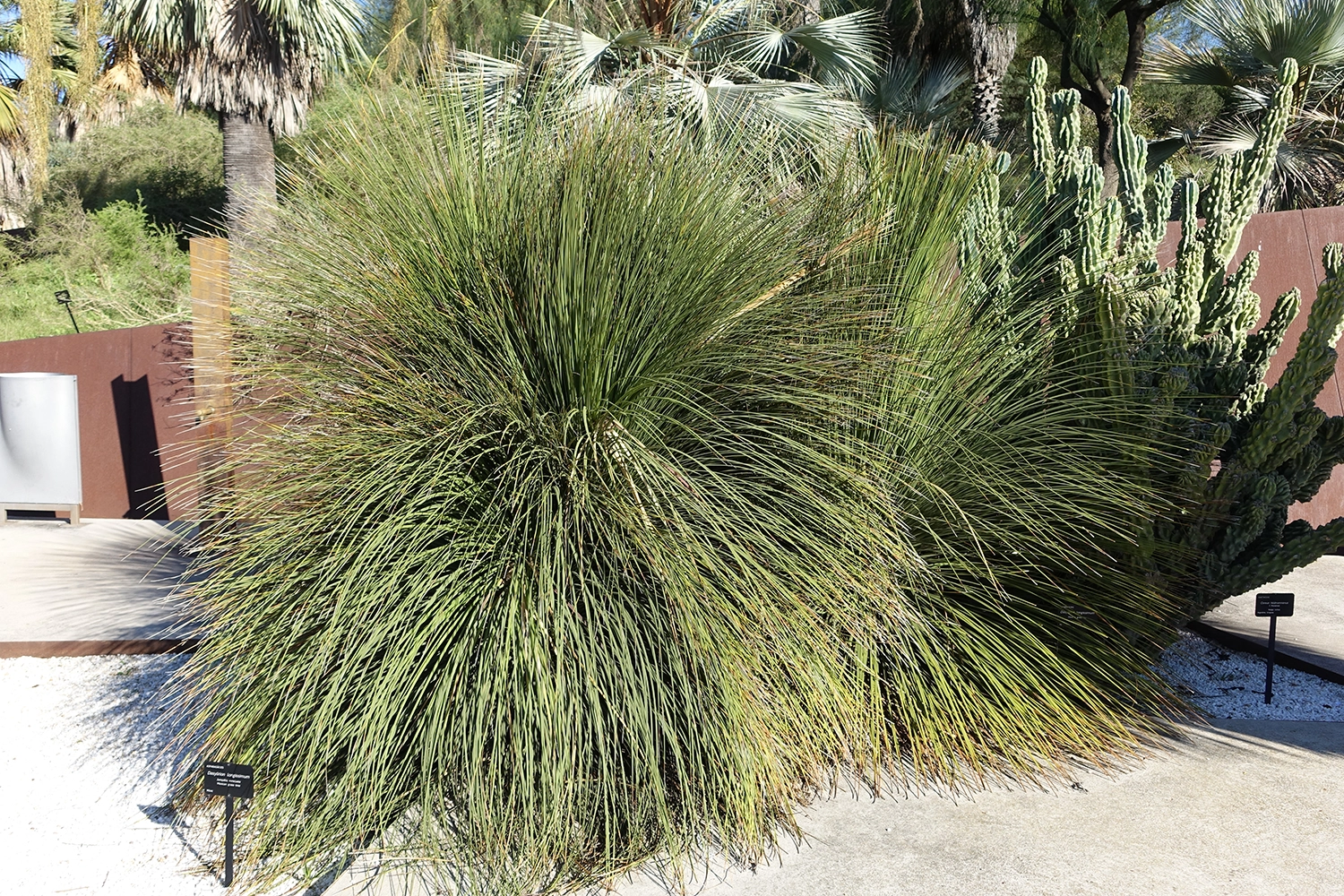 ダシリリオン ロンギシマム