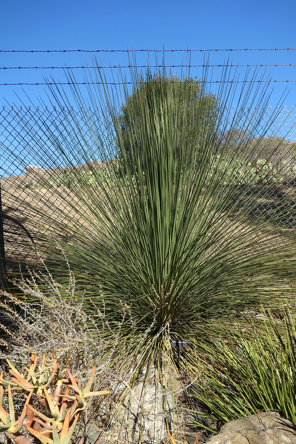 ダシリリオン ロンギシマム