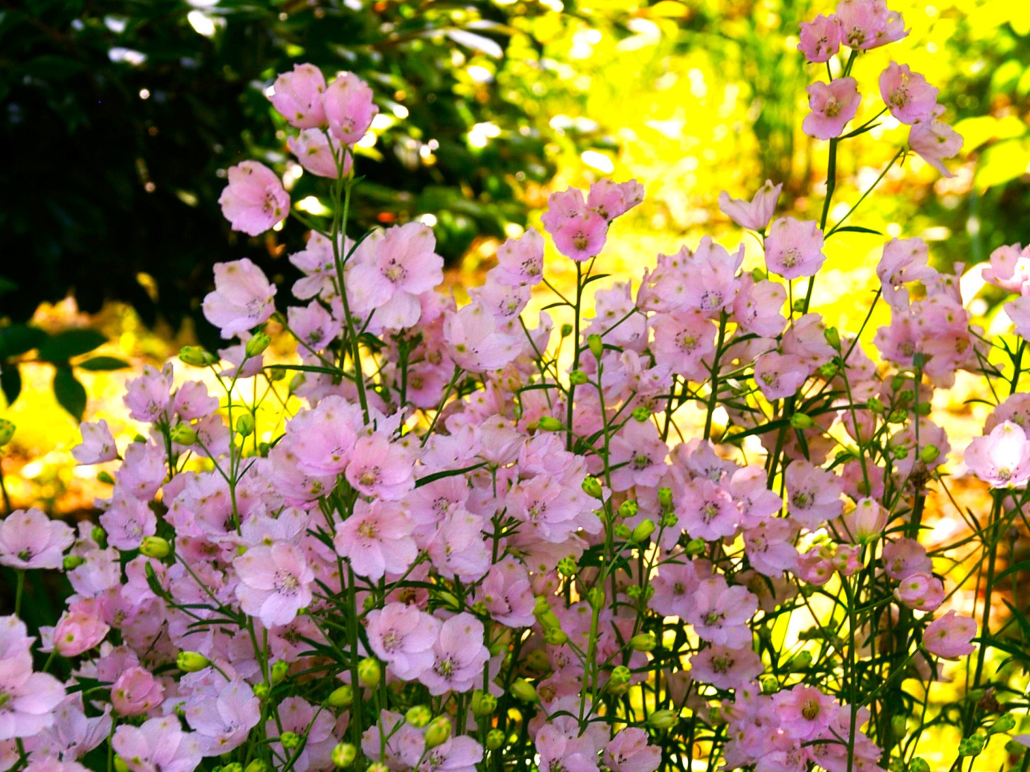 デルフィニウムピンク