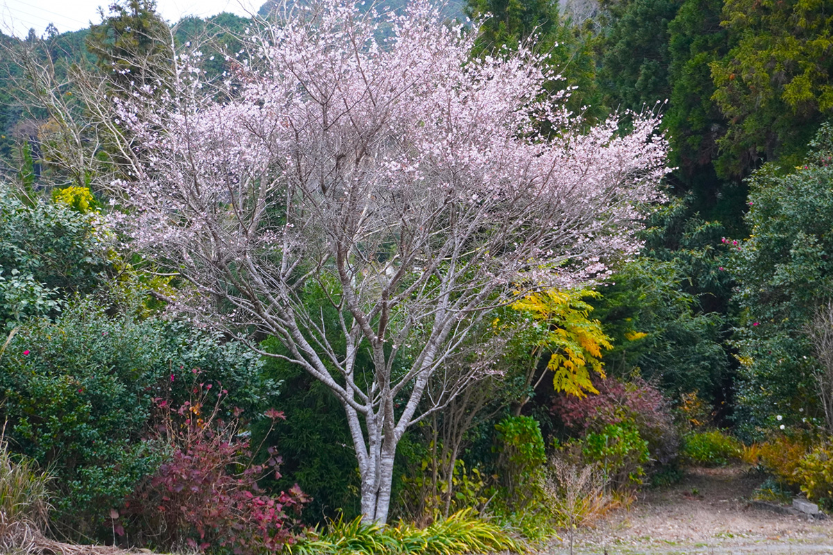 フユザクラ全景