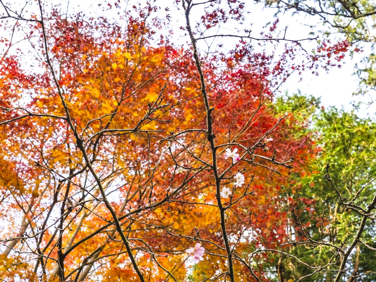 紅葉とフユザクラ