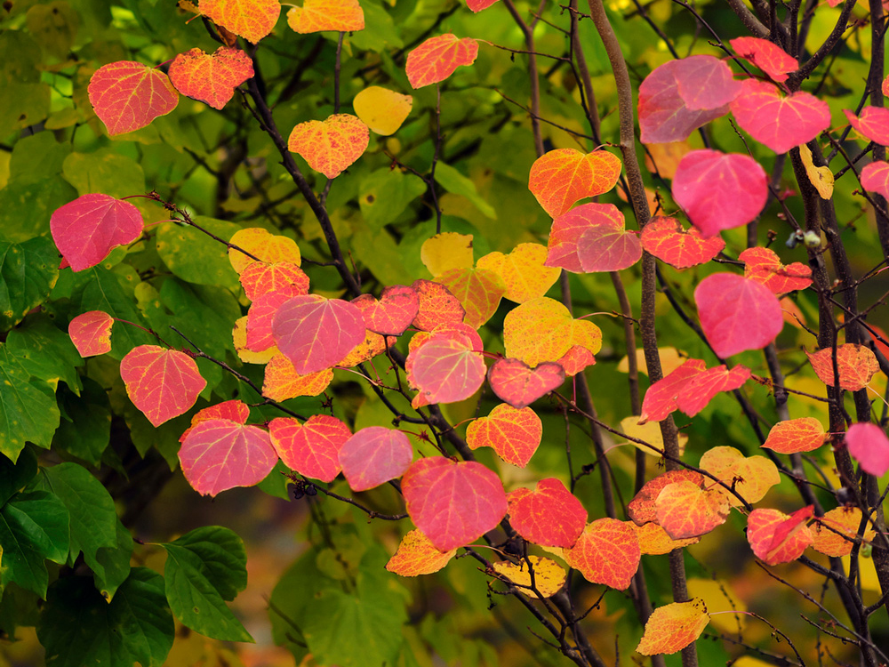 マルバノキの紅葉_半日陰