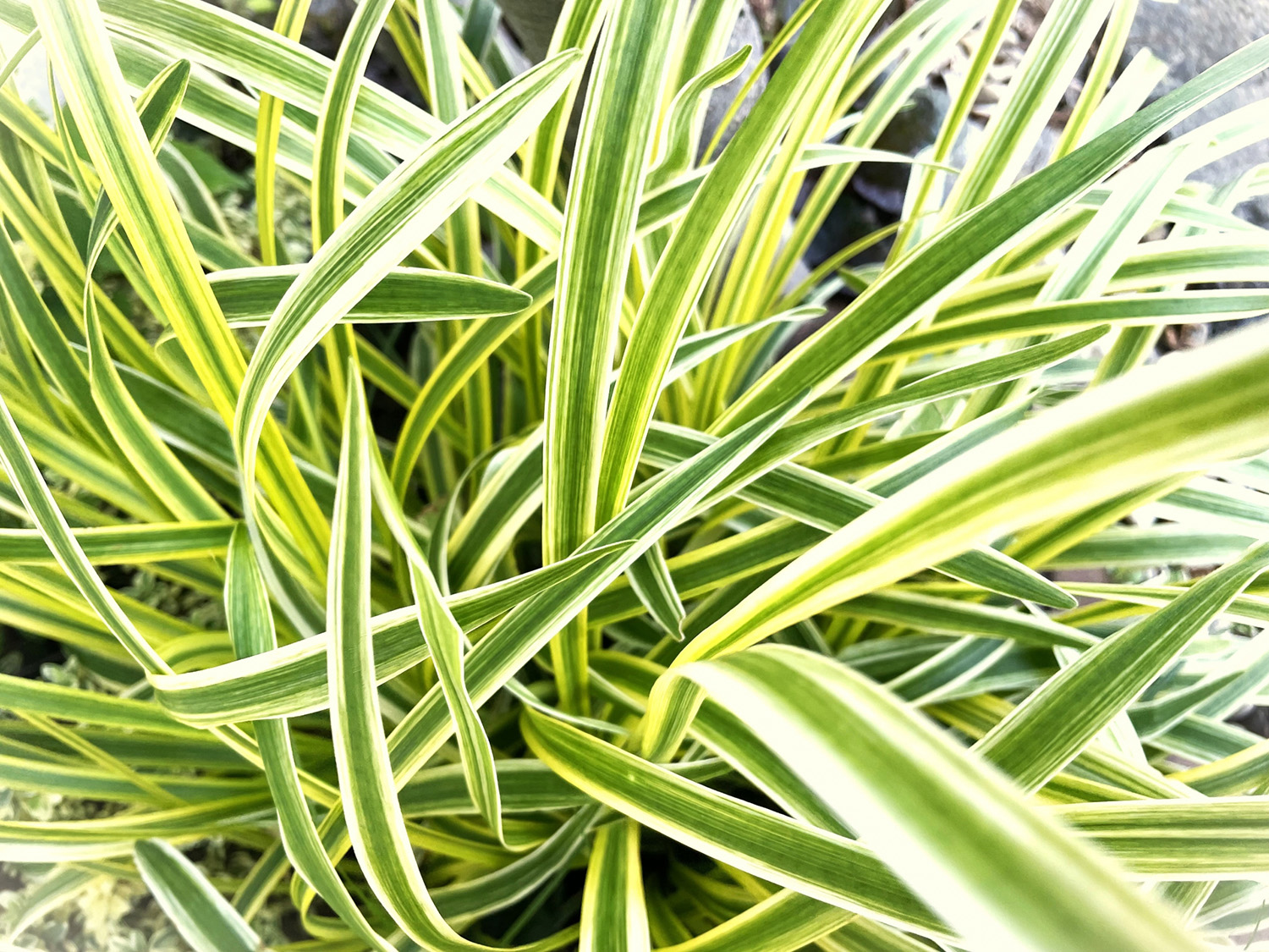 ヤブラン（リリオペ）の斑入り葉