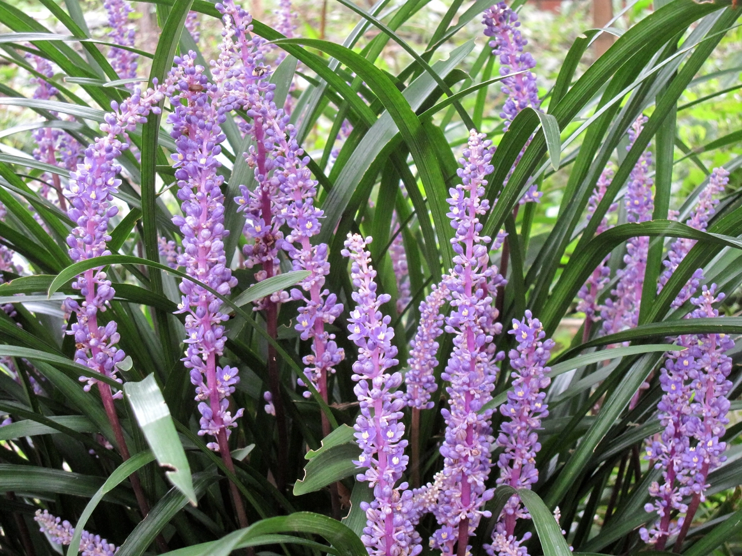 ヤブラン（リリオペ）