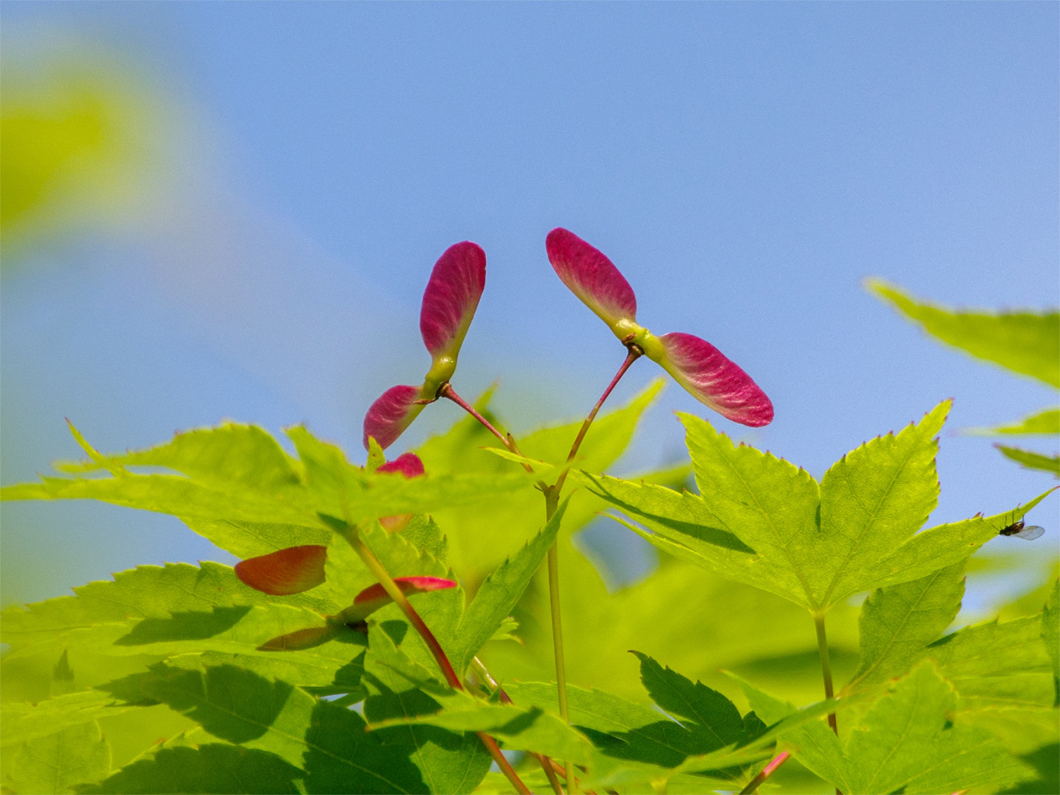 ヤマモミジの花