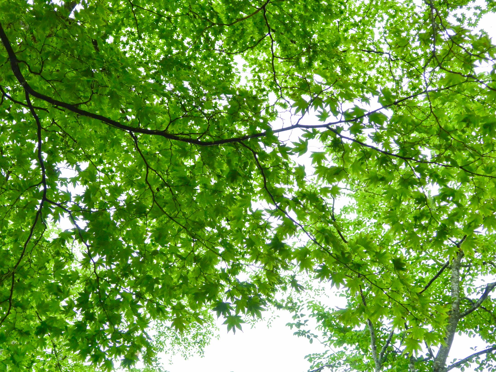 深緑のヤマモミジ