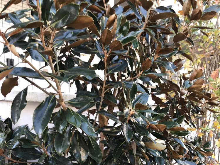 冬のタイサンボクリトルジェム