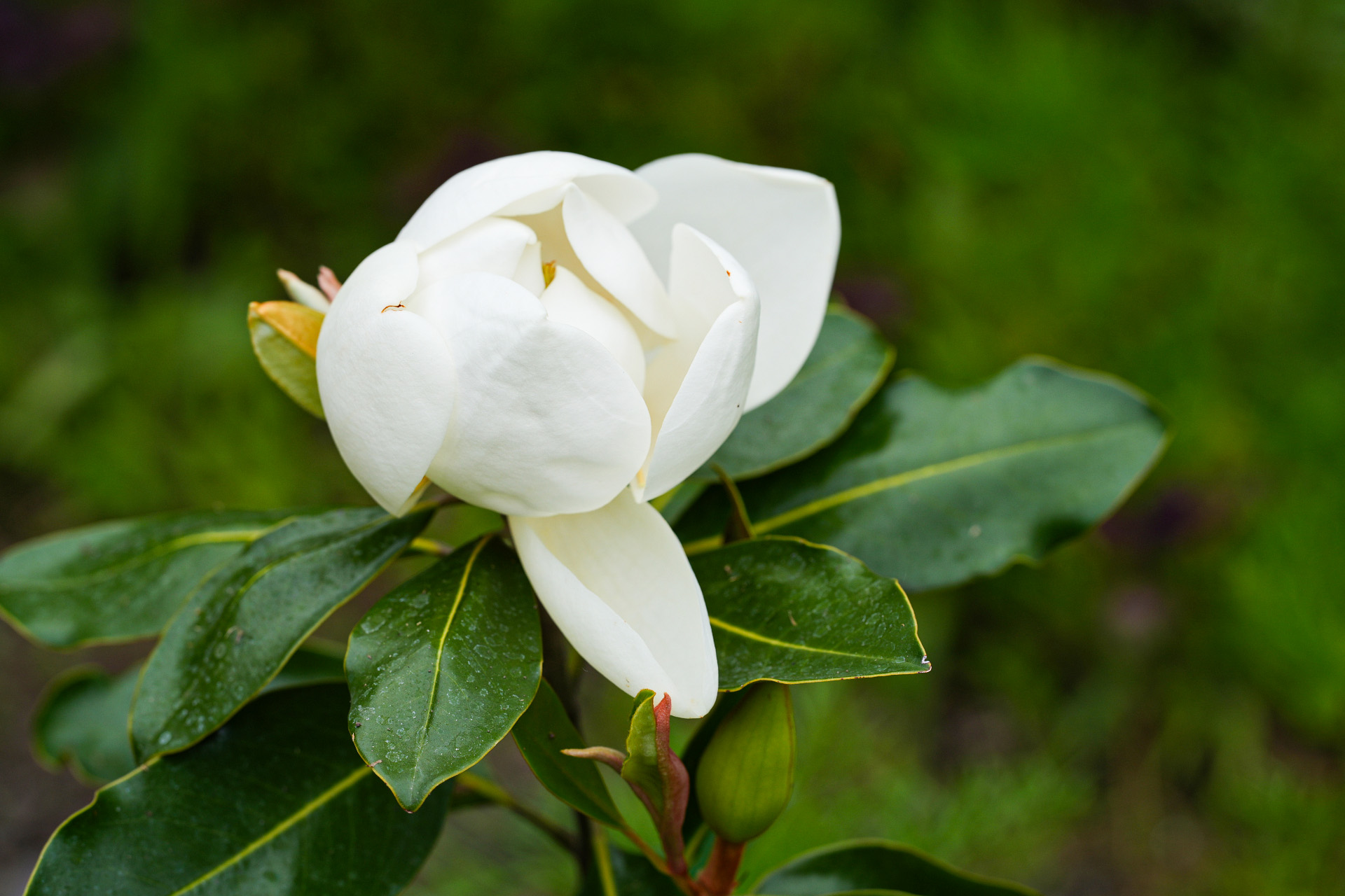 タイサンボクリトルジェムの花