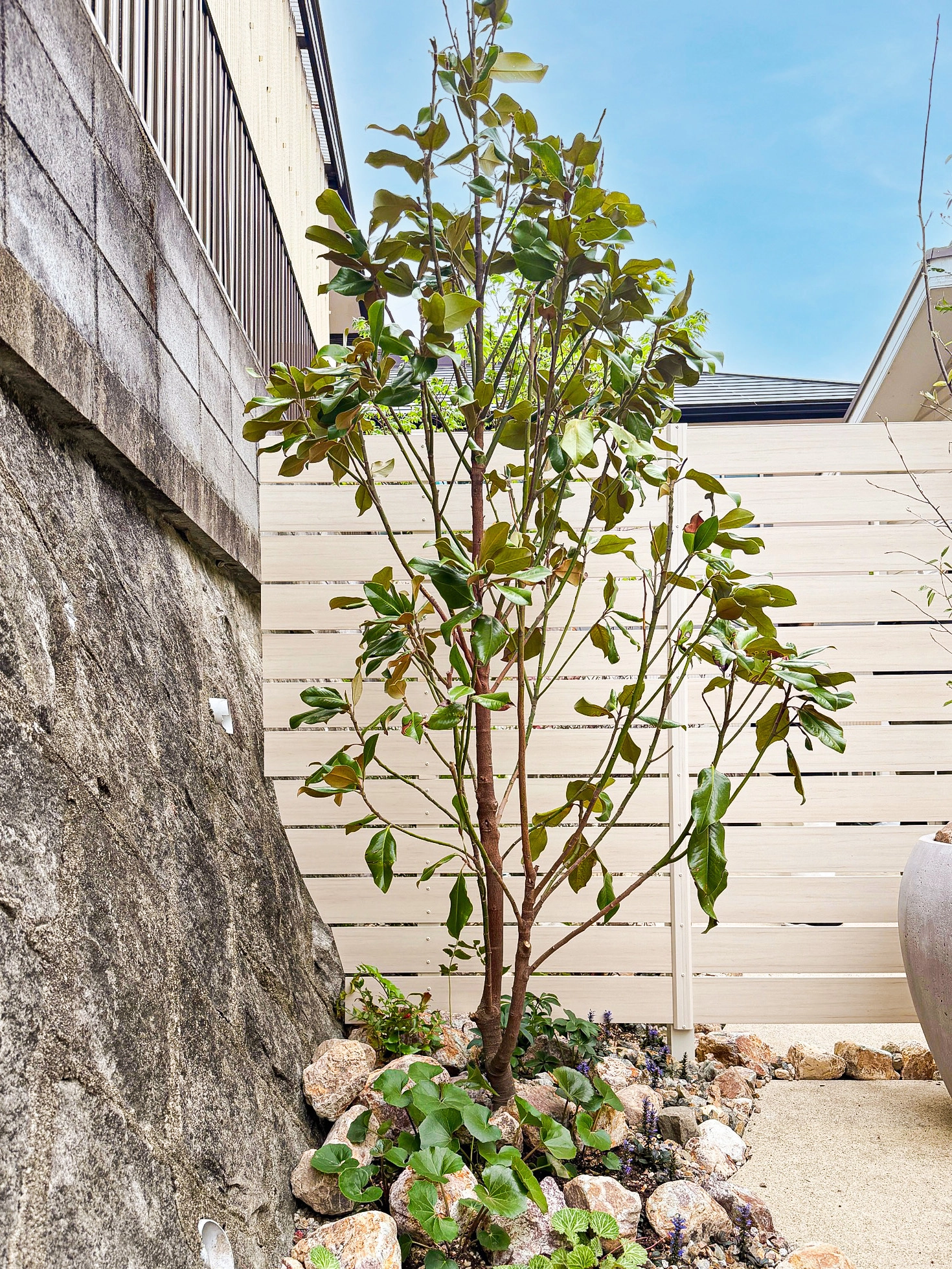 タイサンボク リトルジェム