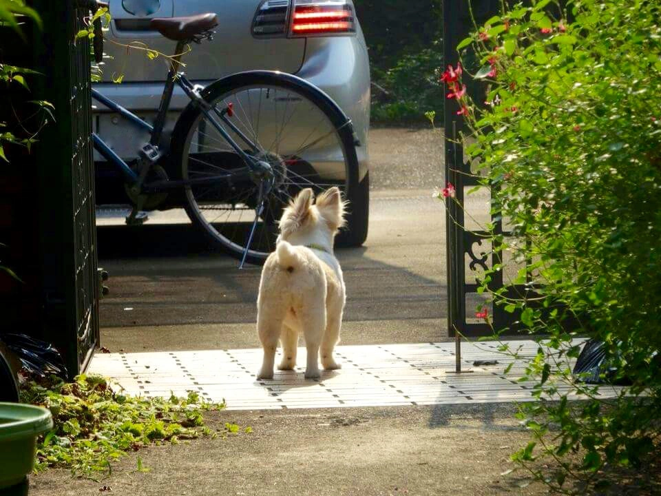 犬が安全に暮らせる庭