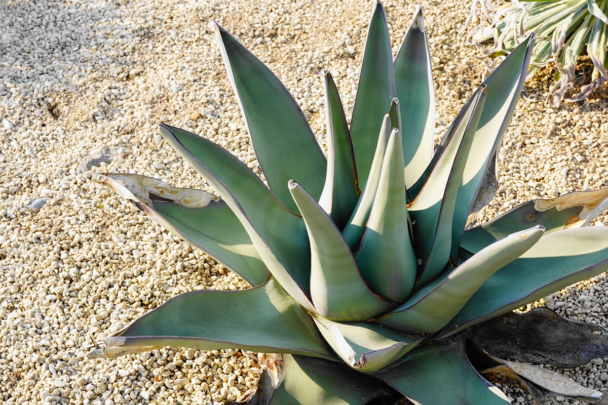 アガベ(リュウゼツラン) 京都府宇治市、京都市、滋賀県のエクステリア