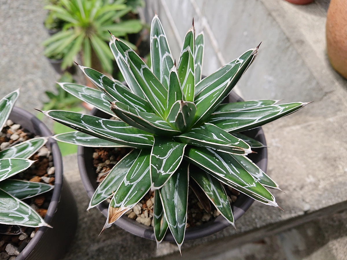 アガベ(リュウゼツラン) 京都府宇治市、京都市、滋賀県のエクステリア